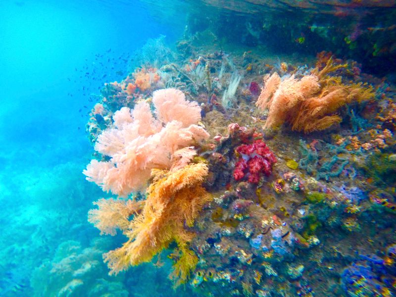Corals at Raja Ampat. This photo was taken before the March 4 incident. (Image: Fabian Lambeck)